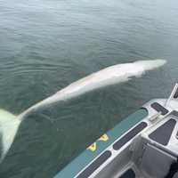 Dead Whale Spotted Off Sandy Hook Coast, Second Found In Lavallette: Marine Biologists