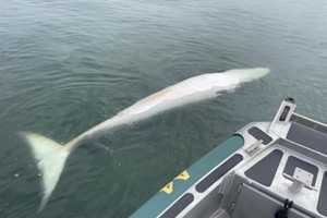 Two Whales Found Dead Along Jersey Shore Coast, Marine Biologists Say