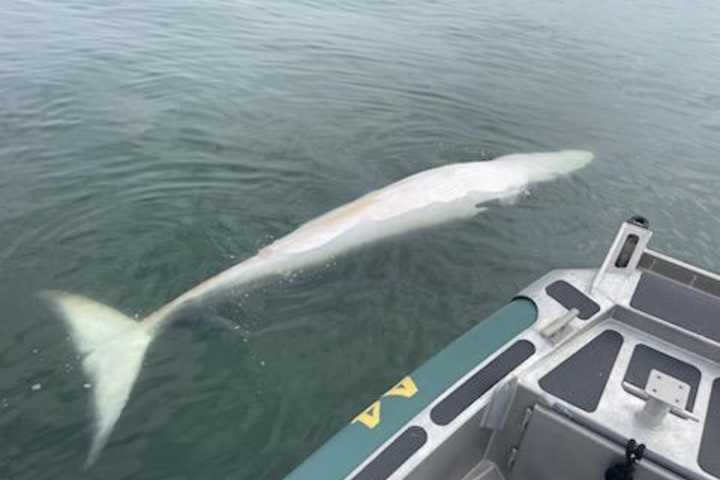 Dead Whale Spotted In Raritan Bay, Second Found In Lavallette: Marine Biologists