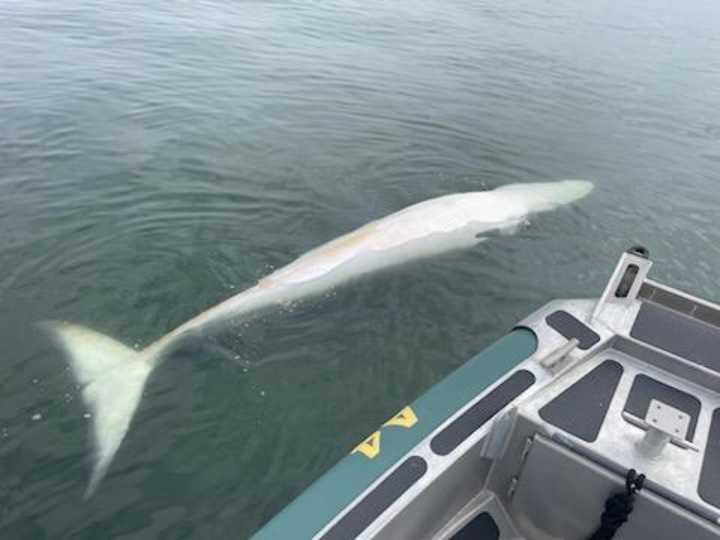 Dead Whale Found In Lavallette, Second Spotted Off Sandy Hook Coast ...