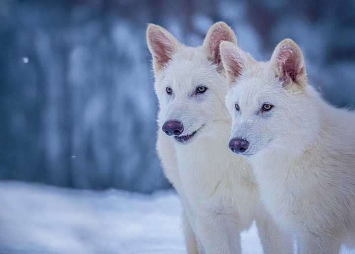 Two dire wolves named Romulus and Remus at three months old. They were birthed by Colossal Biosciences on October 1, 2024.