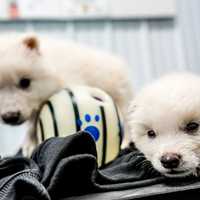 <p>Two dire wolves named Romulus and Remus at about four weeks old. They were birthed by Colossal Biosciences on October 1, 2024.
  
</p>