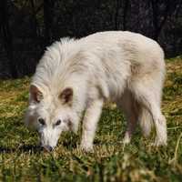 Dire Wolf Pups Double In Size, 'De-Extinction' Company Says: See Their Growth