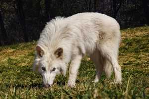 Dire Wolf Pups Double In Size, 'De-Extinction' Company Says: See Their Growth