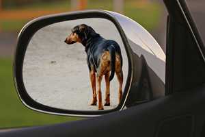 Pet Abusers Beware: New Animal Cruelty Reporting App Launches In Putnam