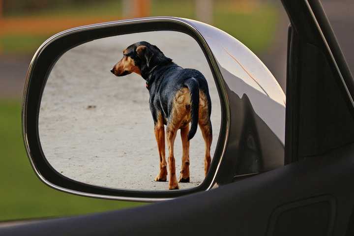 Pet Abusers Beware: New Animal Cruelty Reporting App Launches In Putnam