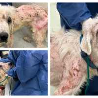 <p>Scenes from the Coaldale dog rescue on May 20.</p>