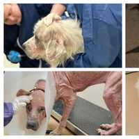 <p>Scenes from the Coaldale dog rescue on May 20.</p>