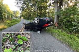 Pizza Delivery Crashed, Burned After Stafford Driver’s Bootlegger ‘Sip,’ Sheriff Says