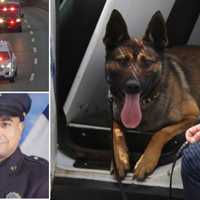 K-9 Attacks Bystander At Funeral For Slain NYPD Detective