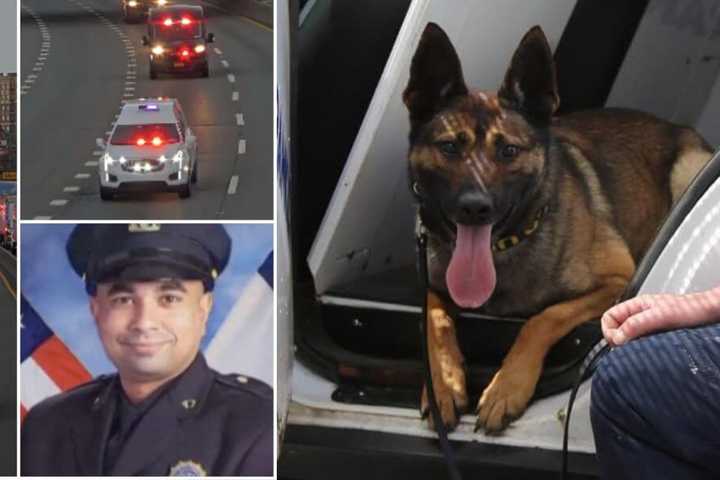K-9 Attacks Bystander At Funeral For Slain NYPD Detective