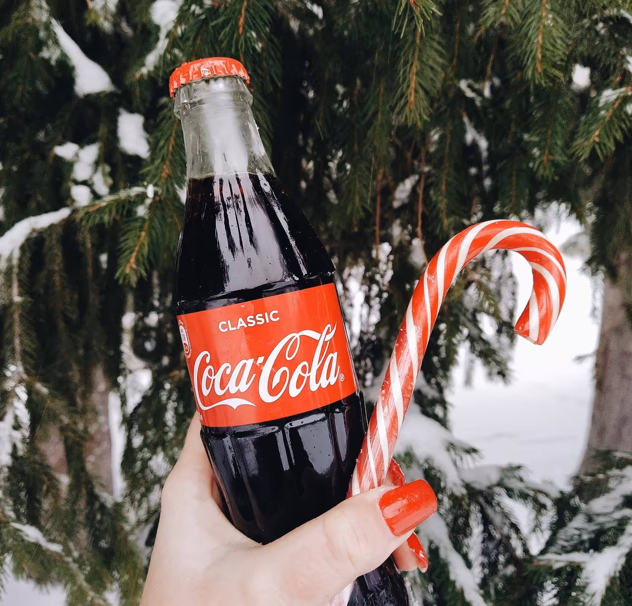 A person holding a bottle of Coca-Cola and a candy cane in front of a snow-covered Christmas tree. A person holding a bottle of Coca-Cola and a candy cane in front of a snow-covered Christmas tree.