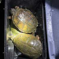 Hunter Caught Illegally Catching Snapping Turtles At Reservoir In Somers: NYSDEC