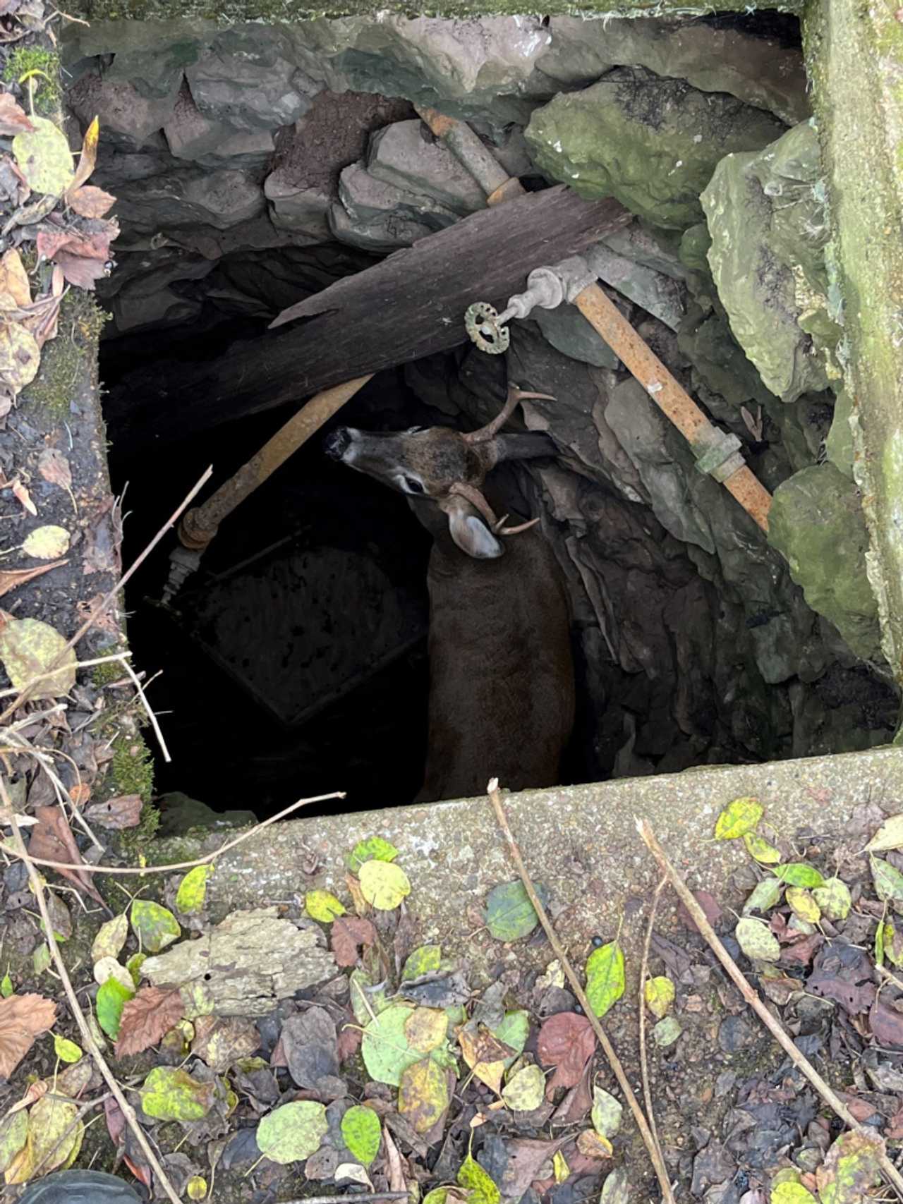 An antlered deer was found trapped in a 10-foot well in Lewiston. 