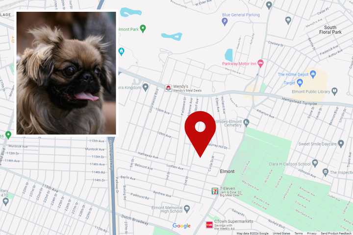 Five juveniles are accused of stealing an Elmont woman's Pekingese dog and holding it for ransom.