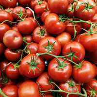 Tomatoes Sold In New York Recalled Due To Salmonella Risk