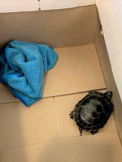 Shell-Shocked! TSA Finds Live Turtle in Pennsylvania Man’s Pants At Newark Airport