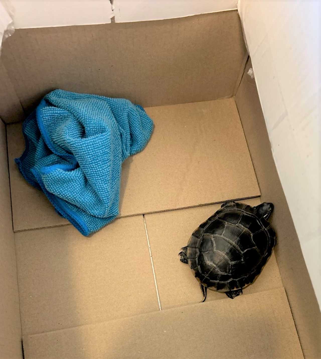 Shell-Shocked! TSA Finds Live Turtle In Man’s Pants At Newark Airport ...