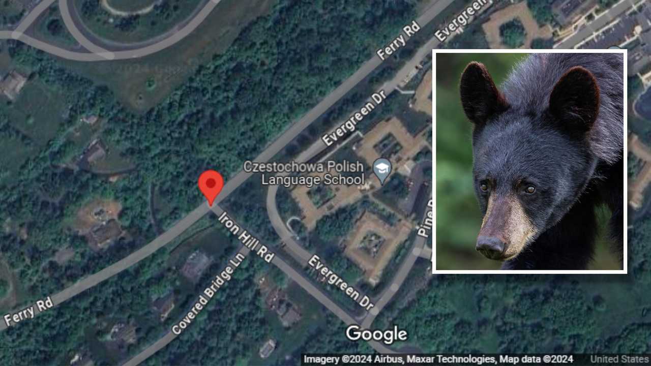 Black Bear Spotted In Doylestown Backyard Officials Huntingdon