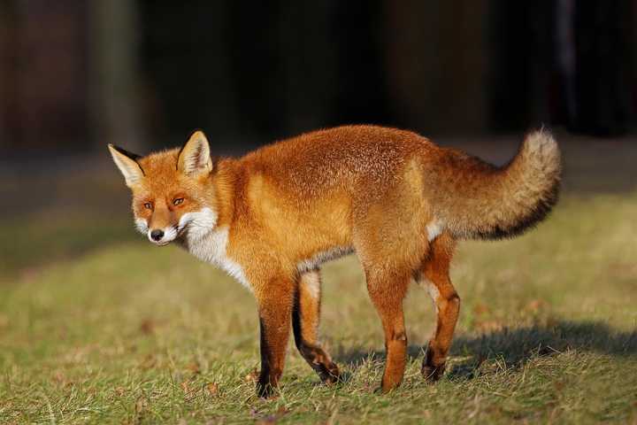 A fox.