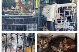 Shelter In 'Desperate Need' After Rescuing 20 Pets From Suspected Hoarding In South Jersey