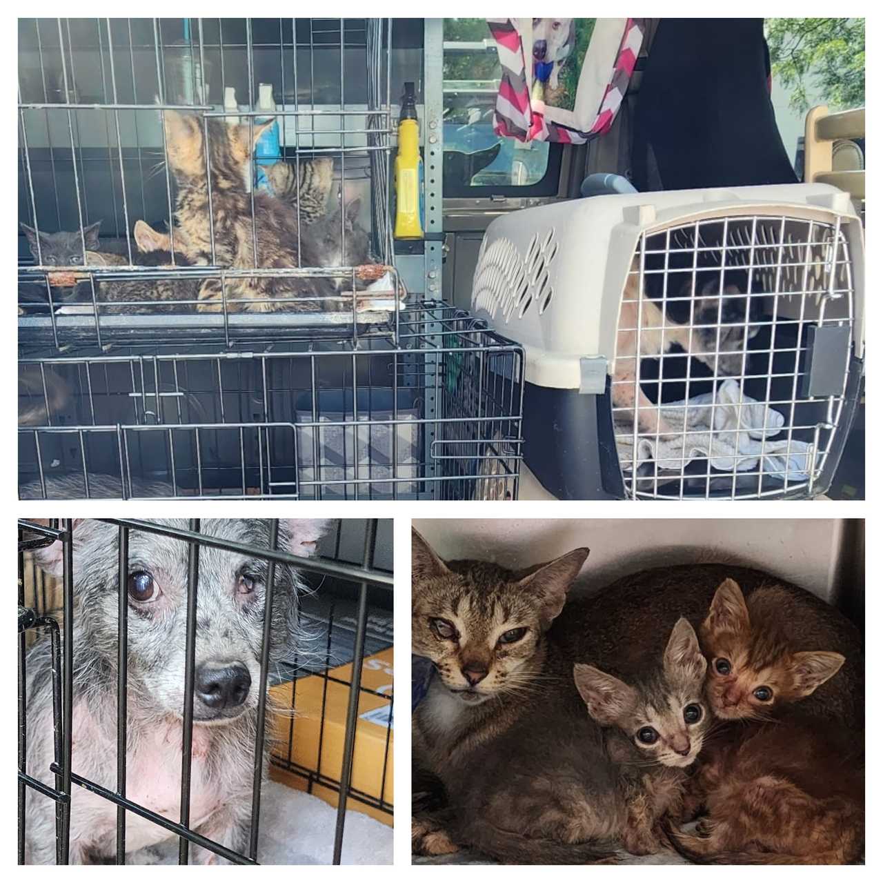 Shelter In 'Desperate Need' After Rescuing 20 Pets From Suspected ...