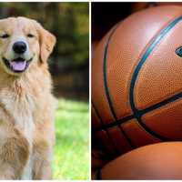 Your Dog Could Be 'Air Bud' In Classic Movie Series Revival: Here's How