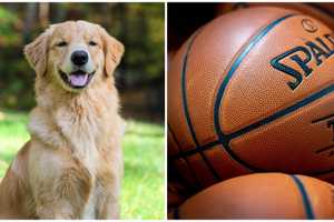 Your Dog Could Be 'Air Bud' In Classic Movie Series Revival: Here's How