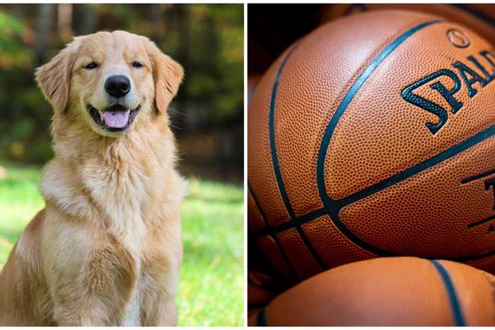 Your Dog Could Be 'Air Bud' In Classic Movie Series Revival: Here's How