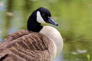 First Goose Tests Positive For Bird Flu In Rockland, Officials Say