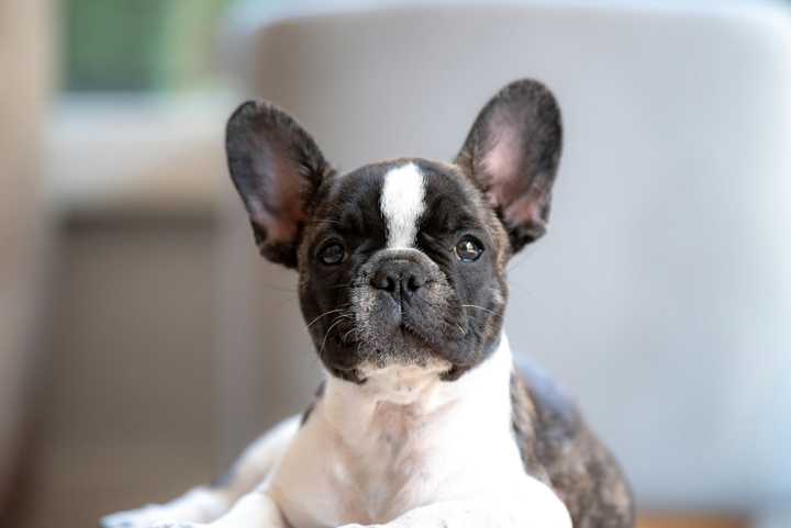 A French bulldog