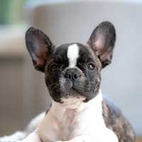 <p>A French bulldog</p>