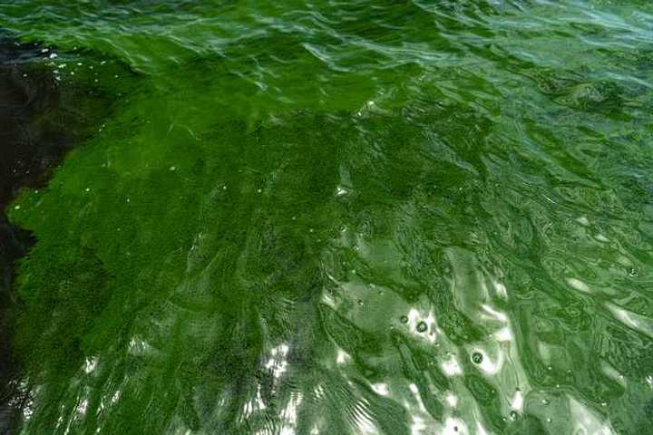 A harmful algae bloom.&nbsp;