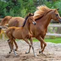 2 Runaway Horses Reunited With Owner After Escaping Northern Westchester Farm