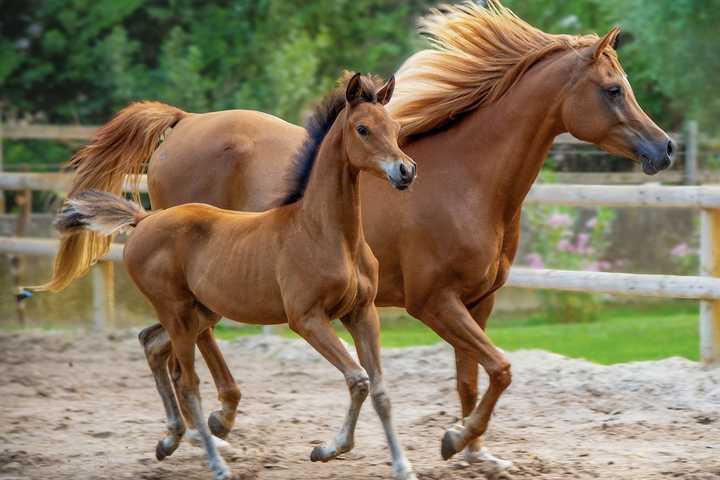 2 Runaway Horses Reunited With Owner After Escaping Kitchawan Farm