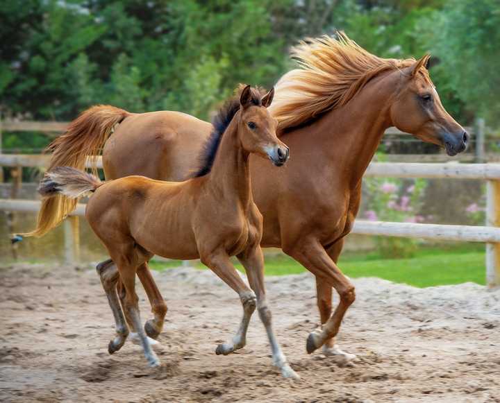 Stock image of horses. 