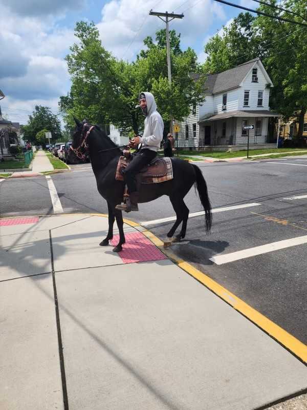 Man On Horse Helps NJ Cops Catch Hit, Run Driver: Police