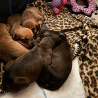 <p>Janet Jackson's puppies.</p>