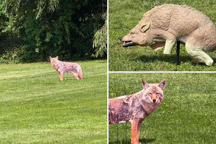 Fake Coyote Cutouts Pop Up On School Fields In Westchester — Here's Why