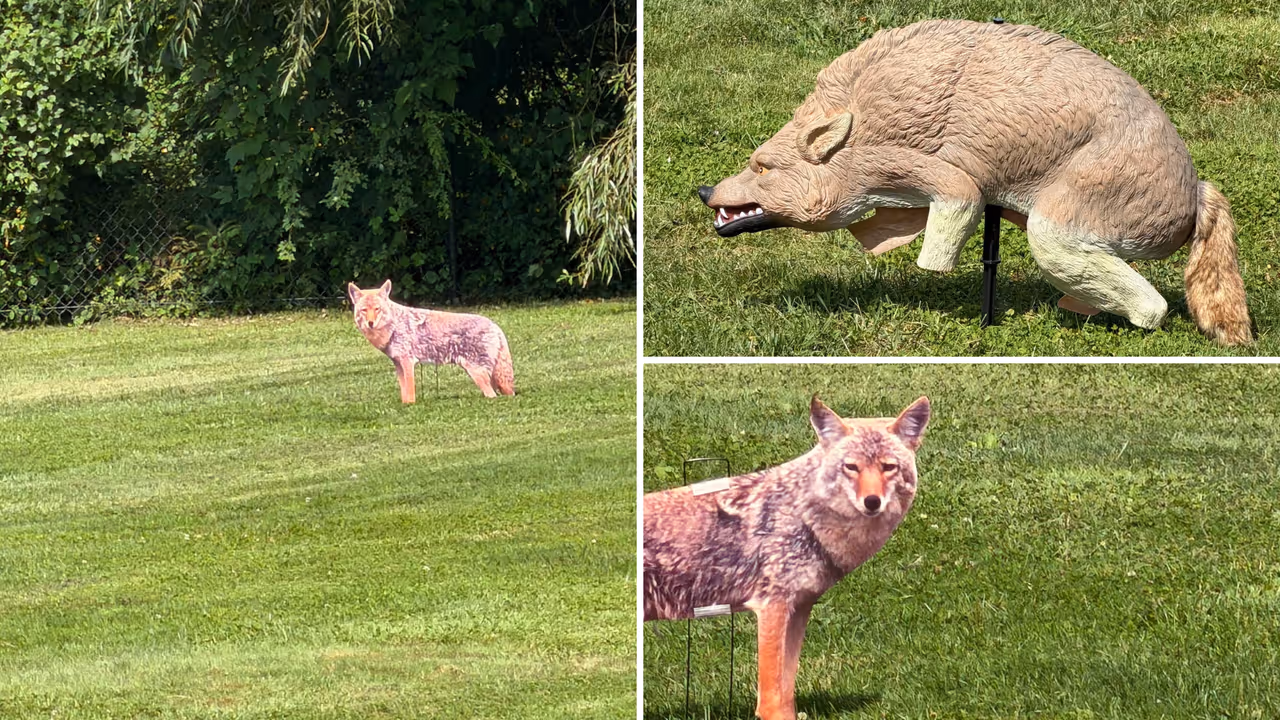 Fake Coyote Cutouts Pop Up On School Fields In White Plains — Here's Why
