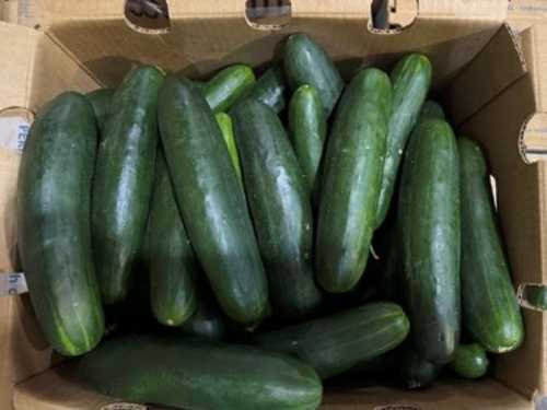 Cucumbers Shipped To 14 States Recalled Due To Possible Salmonella ...