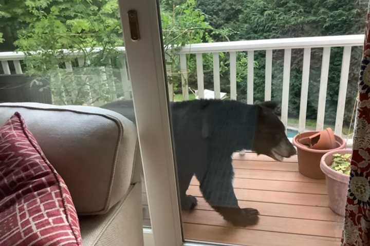 Bear Takes Stroll On Porch At Bedford Home: Photos