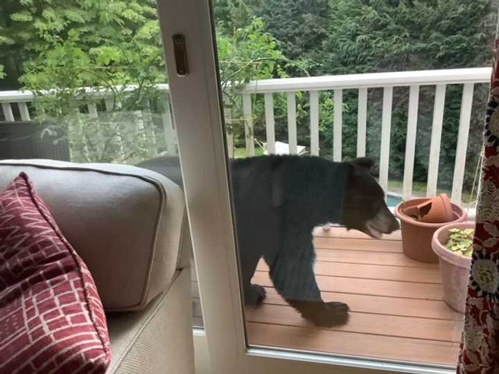 The bear was seen on a porch in Bedford on&nbsp;Hissarlik Way.&nbsp;