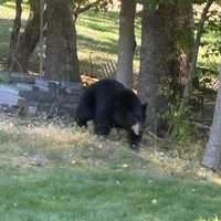 <p>A black bear sighting in the Stonegate area of Valhalla on Wednesday, Oct. 1. </p>