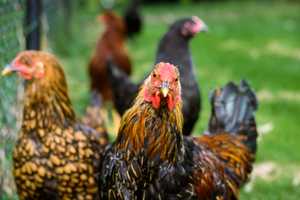 First US Human Death From Bird Flu Reported