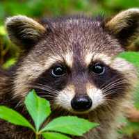 Rabid Raccoon Found In CT: Officials Urge Precautions To Protect Pets, Residents