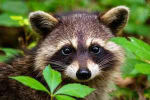 Rabies Alert: Charles County Warns Of Outbreak After Two Wildlife Cases Confirmed