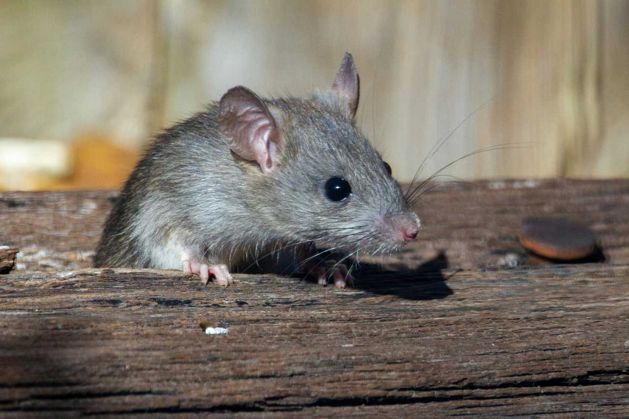 Hartford is climbing the ranks as one of America's most "rattiest" cities, according to pest control company Orkin.&nbsp;