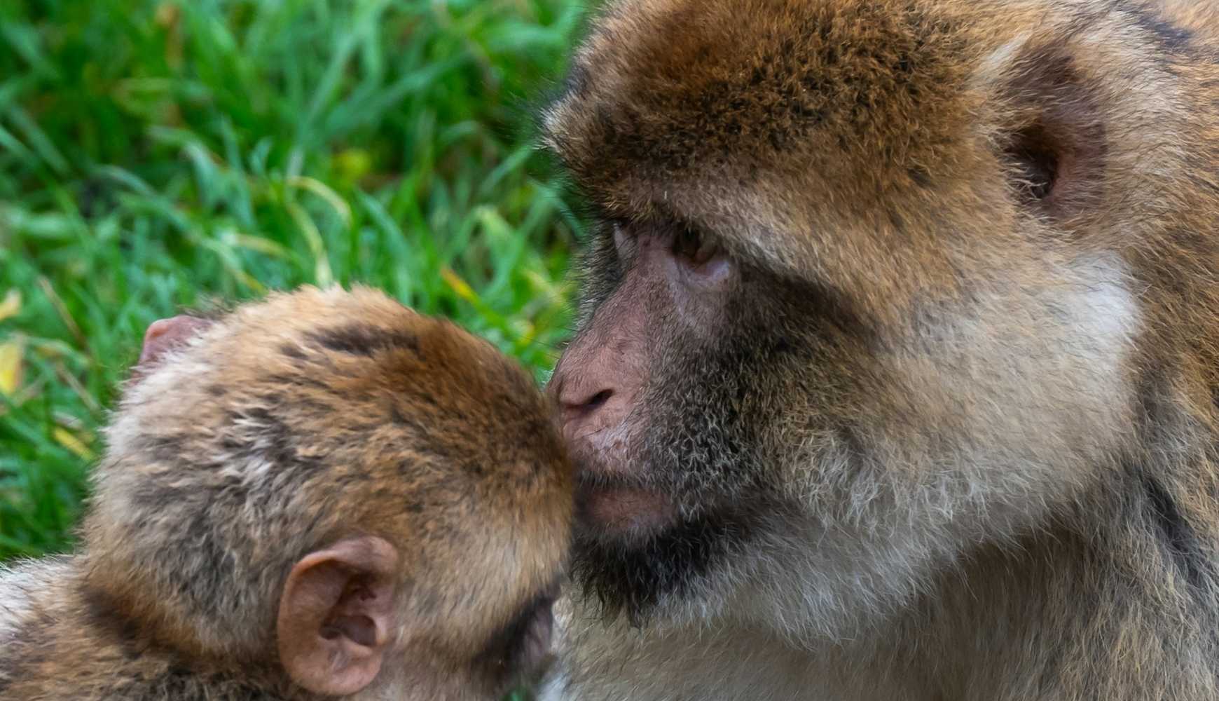 
A Barbary macaque kissing another macaque on the head.

