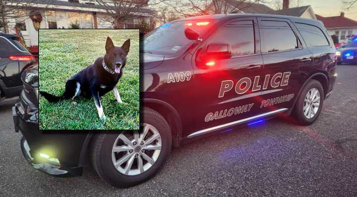 K9 Narco for the Galloway Township (NJ) Police Department.